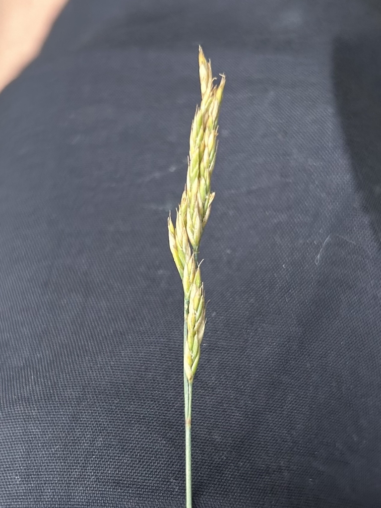 Seedhead in August in Breckenridge, Colorado