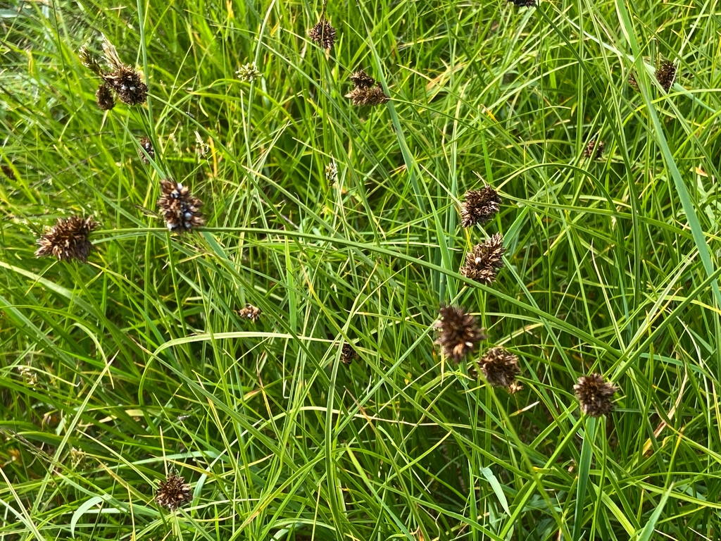Seed heads in August in Ticino, Swtzerland