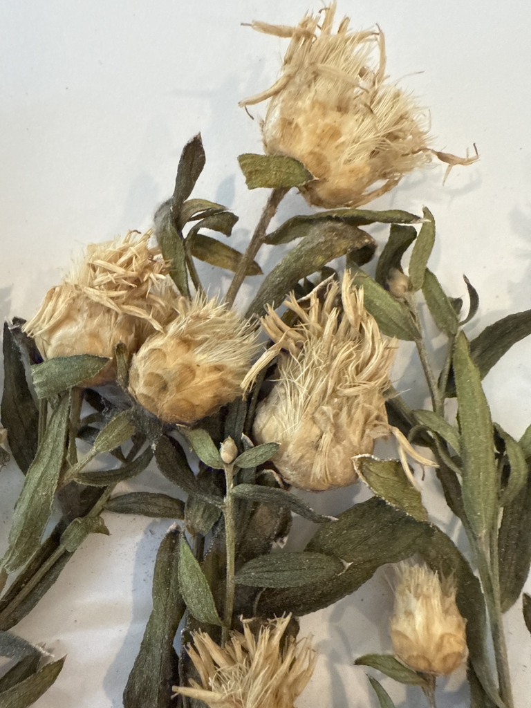 Seed heads in October in Uintah County, Utha