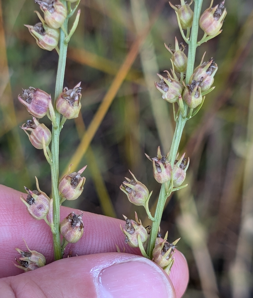 Seed heads in September in Crawford County, Michigan