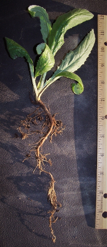 Seedling - Leaves & Root - Durham Co., NC