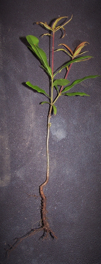 Excavated seedling showing thickened tap roots and new growth