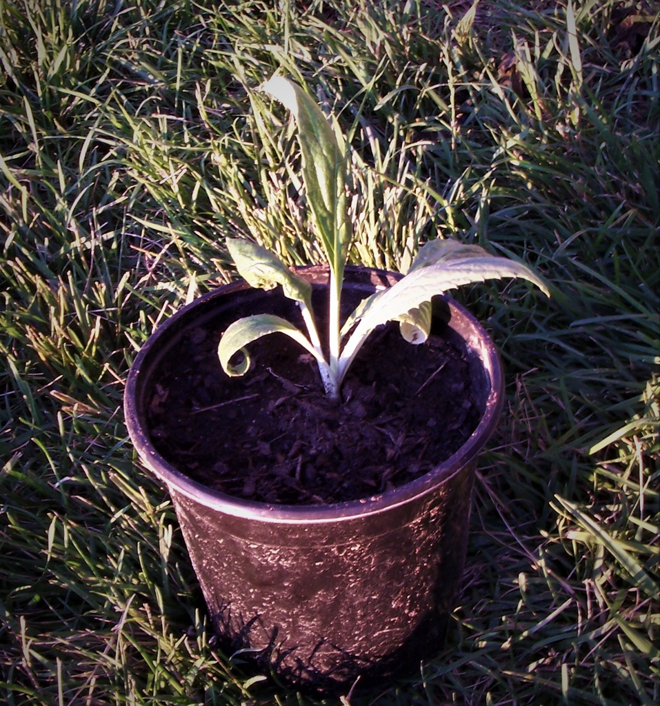 Seedling in a Pot - Durham County, NC