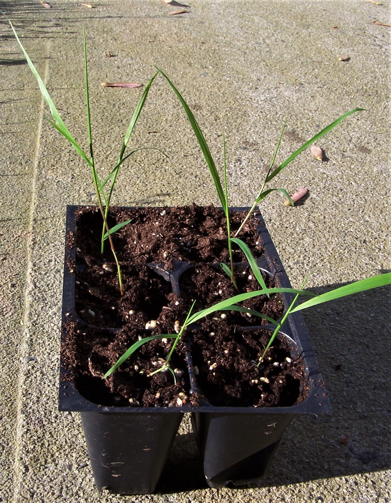 Seedlings - Durham County, NC