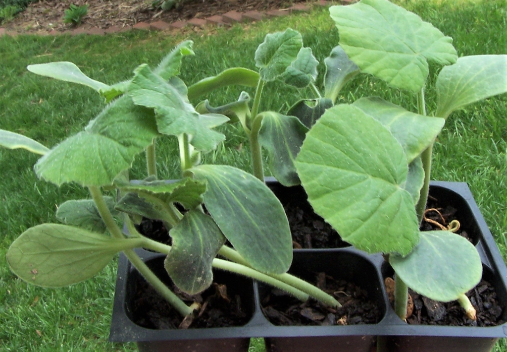 Seedlings with Leaves- Durham County, NC