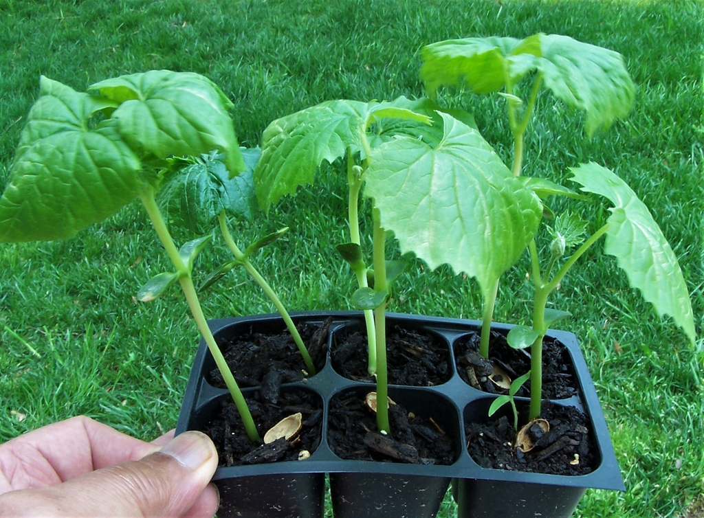 Seedlings - Durham County, NC