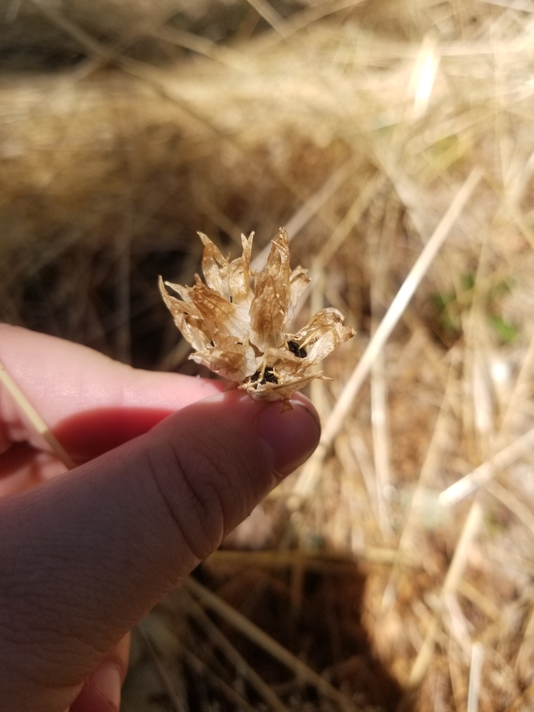 Seedpods in August in Rickreall, Oregon