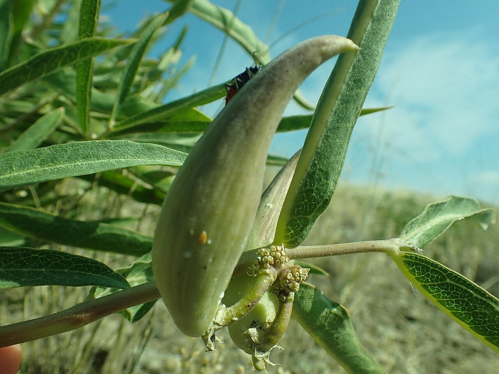 Horn shaped green seed pod