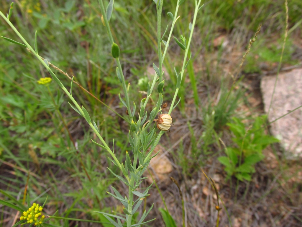 Seedpod, Stem & leaves in August in Buryat in Russia