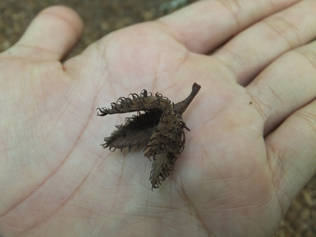 Seed pod in June in Yamanashi, Japan