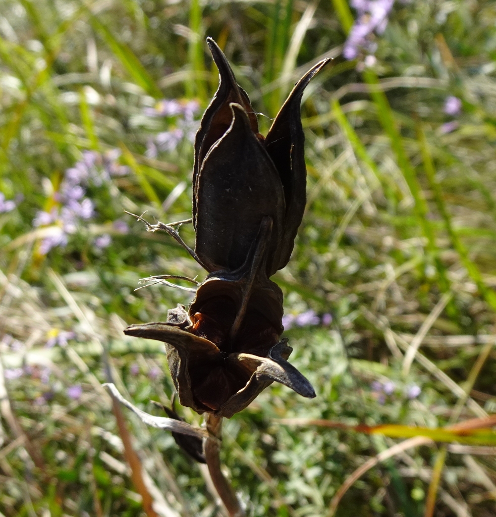 Seedpod in September in Burgenland, Austria
