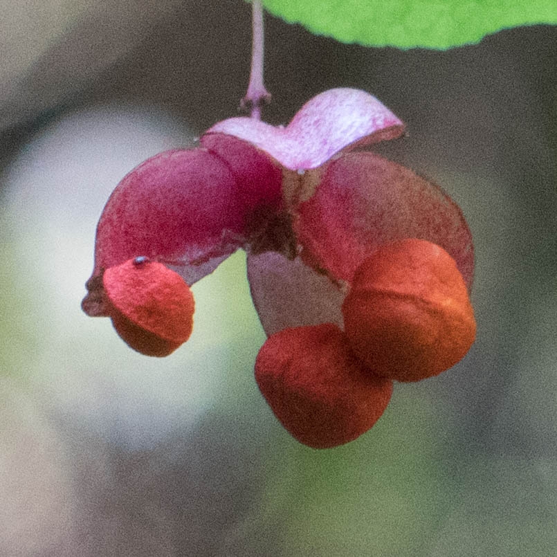 Seedpods in September in Purisima Creek, Redwoods, California