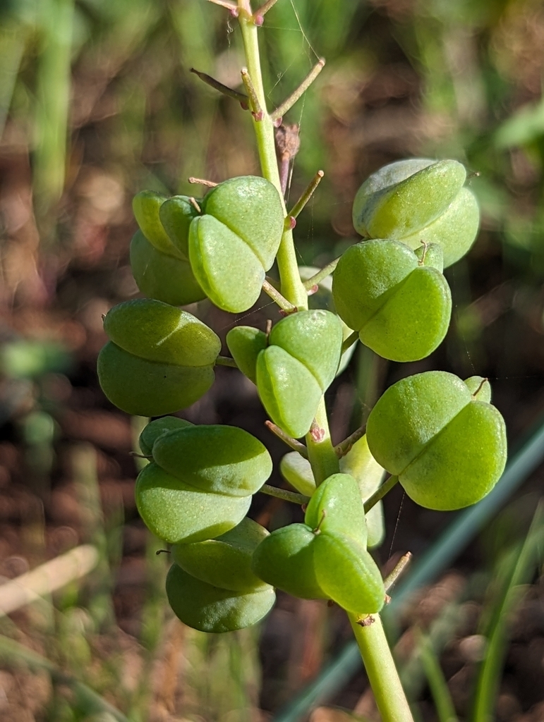 Seed pods in April in Sicily, Italy