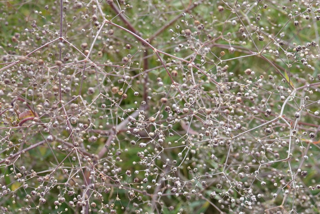 Seedpods in July in Aken, Germany
