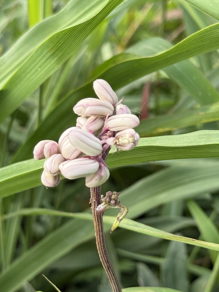 Seedpods in June in Beijing, China