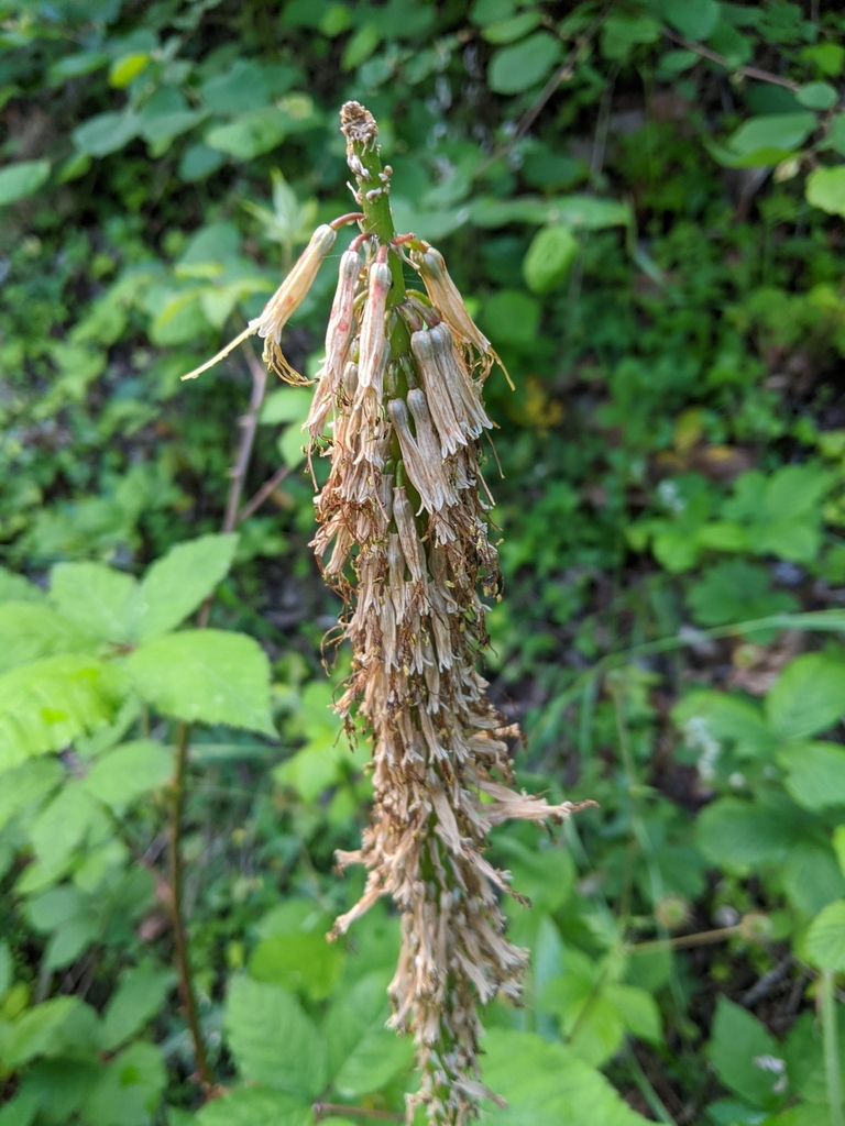 Seed pods in June in King County, Washington