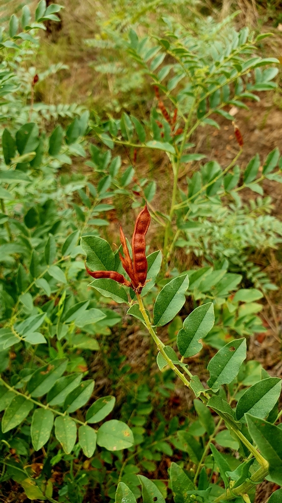 Seedpods and leaves in August in Bagaevskiy rayon, Russia