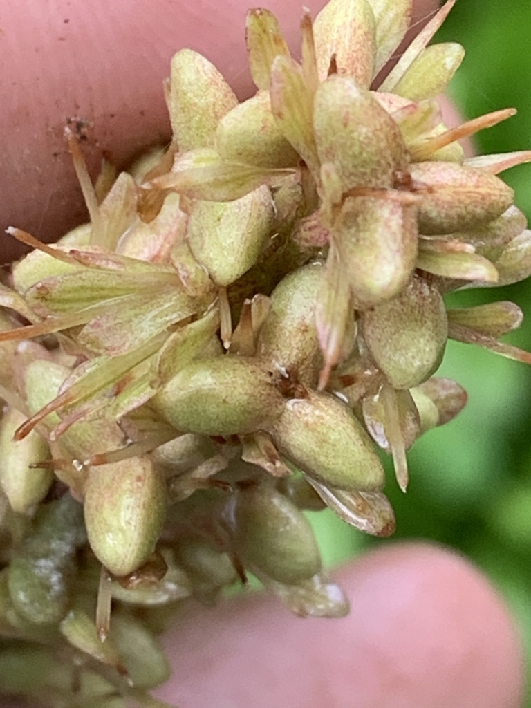 Seedpods in May in Jackson County, North Carolina