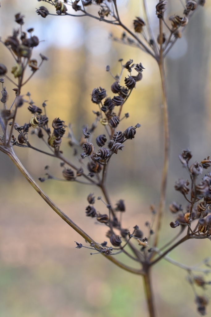 Seedpods in October in Moscow, Russia