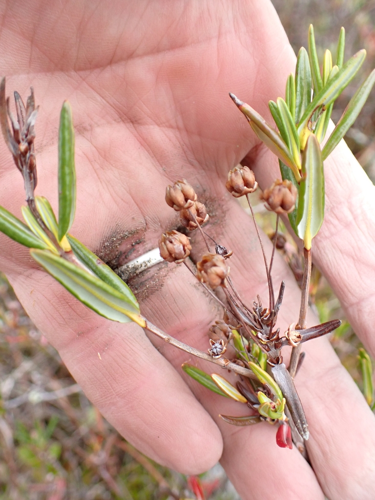 Seed pods in October in Quebec, Canada