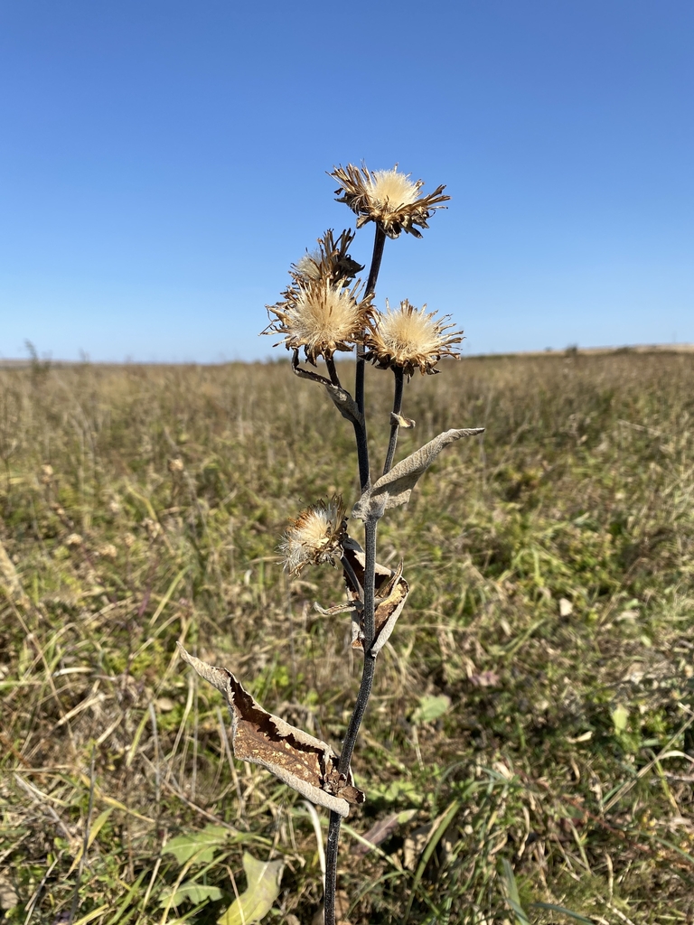 Seedpods in September in Verkhnedonskoy rayon, Russia