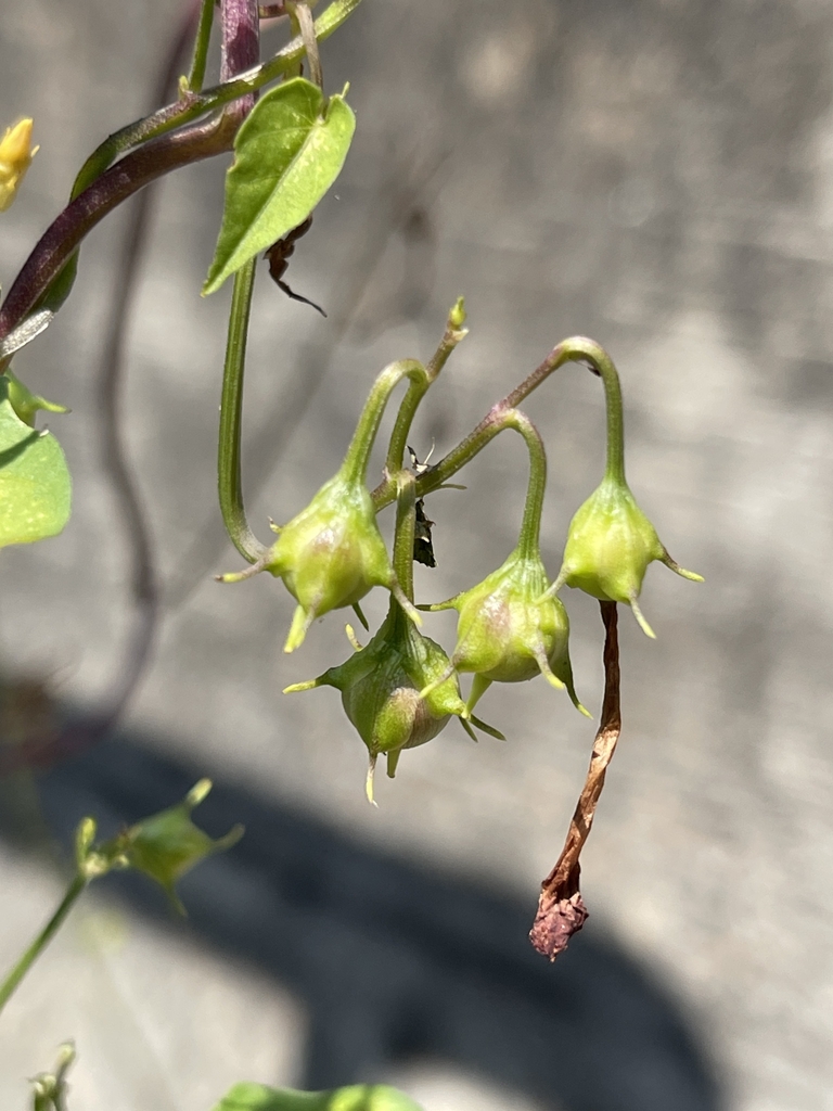 Seedpods in September in Forsyth County, Georgia