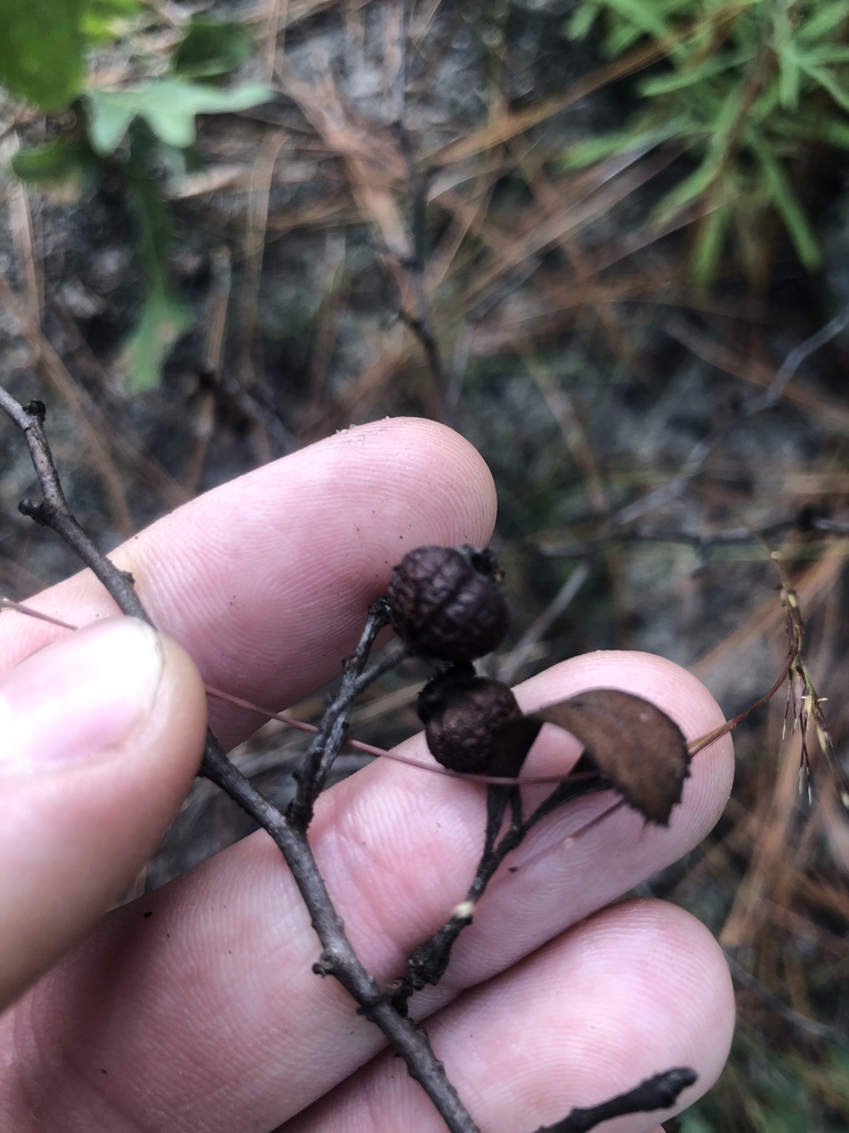 Seed Pods in OCtober