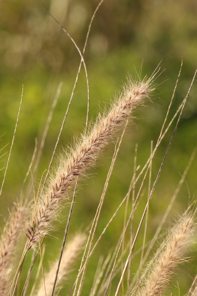 Seeds in February in Tel Aviv, Israel