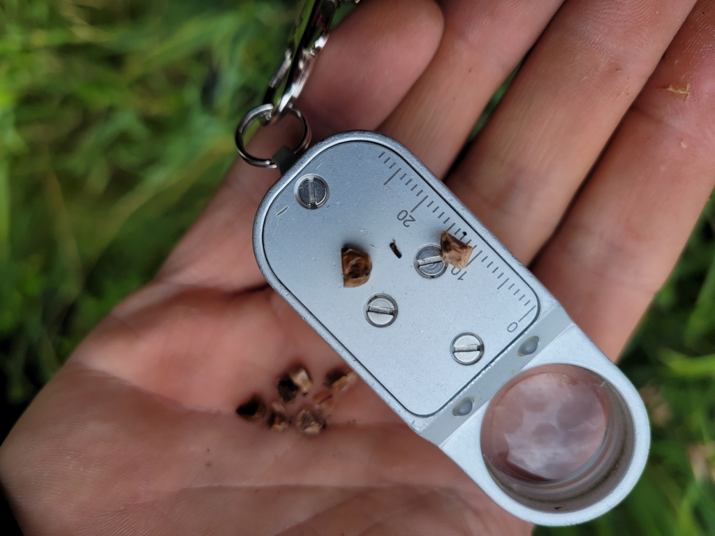 Seeds in July in Skane County, Sweden