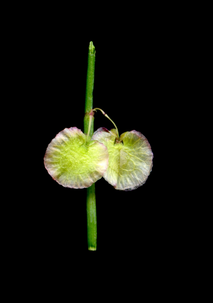 Seeds in June in Barcelona, Spain