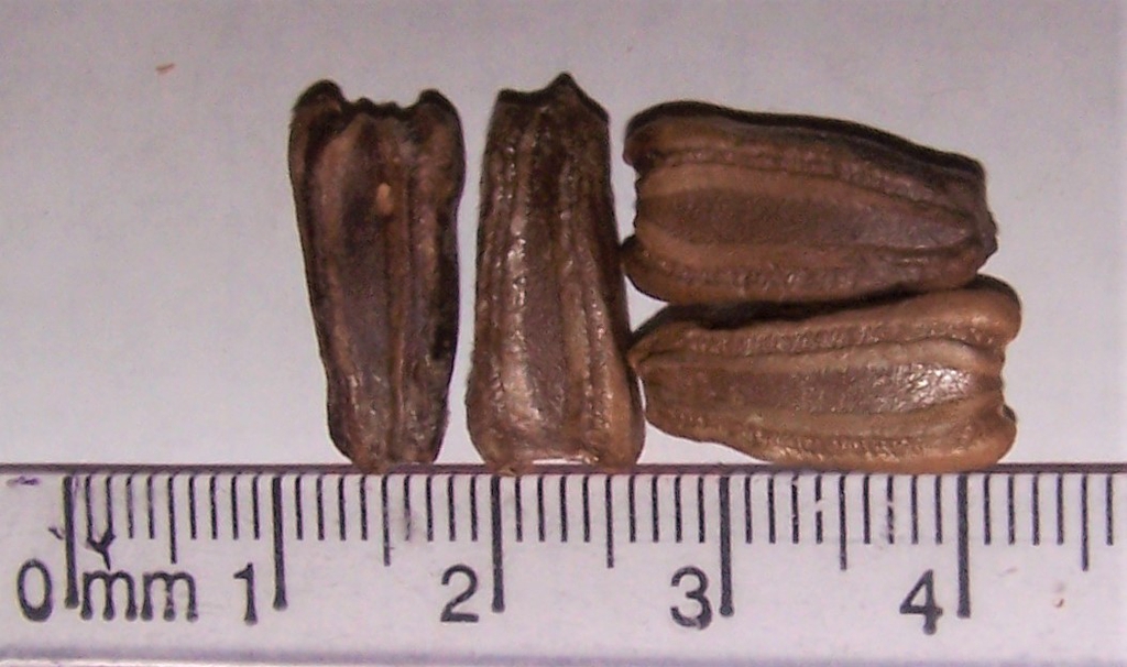 Seeds - Durham County, NC