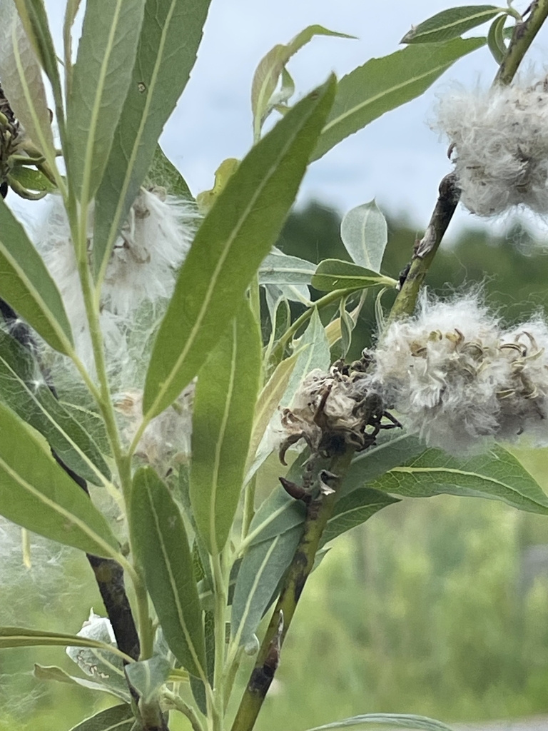 Seeds in May in Cumberland County, Maine