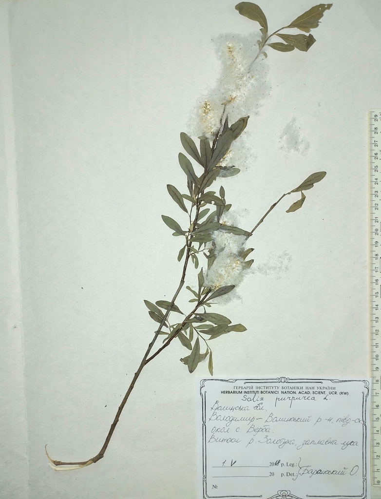 Seeds in May in Volyn, Ukraine