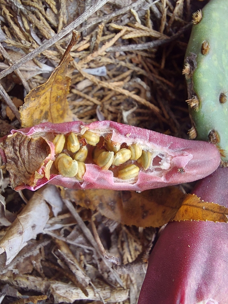 Seeds in October in Reynolds County, Missouri