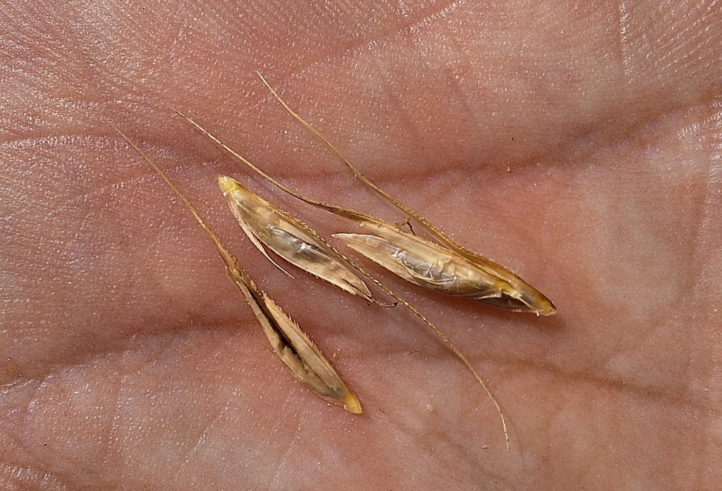 Seeds in September in British Columbia, Canada