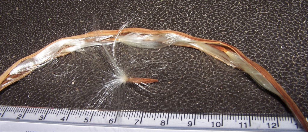 Seeds - Durham County, NC