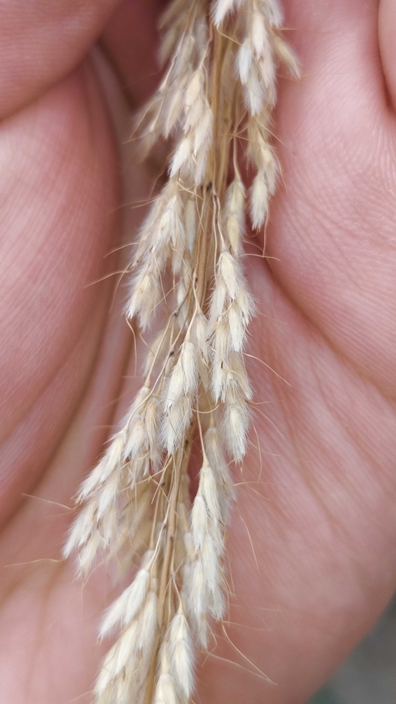 Frosty appearance seeds in October in Beijing, China