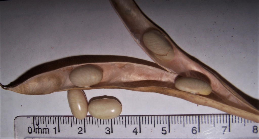 Dry Seeds in a Pod - Durham County, NC