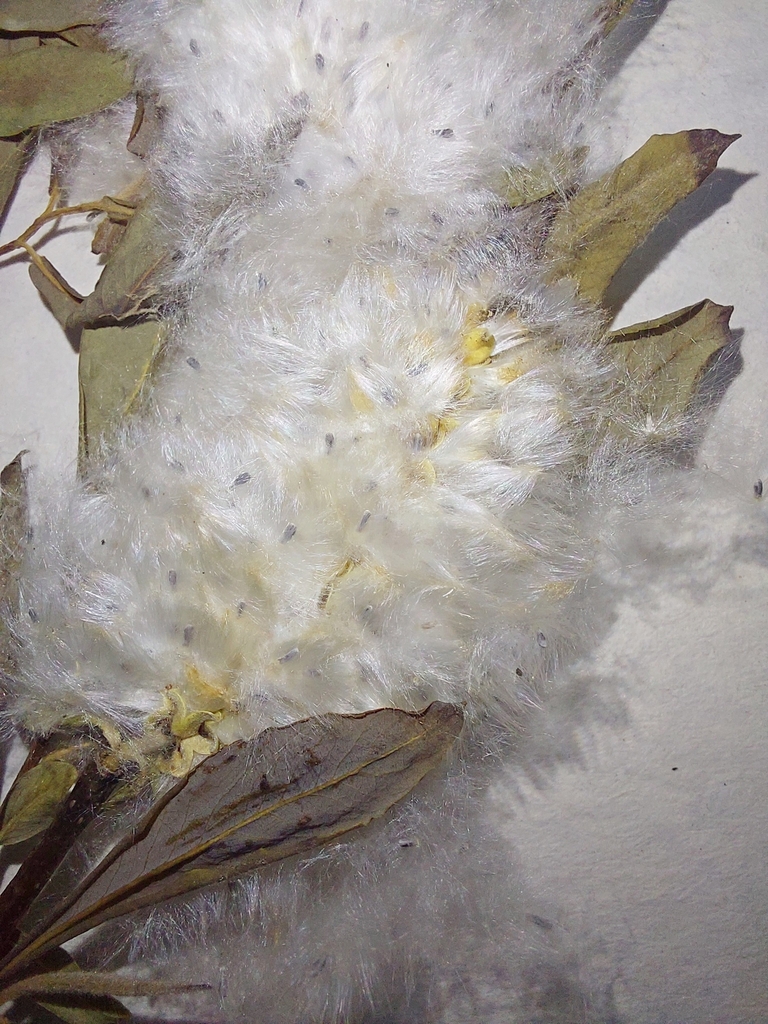 Seeds close-up in May in Volyn, Ukraine