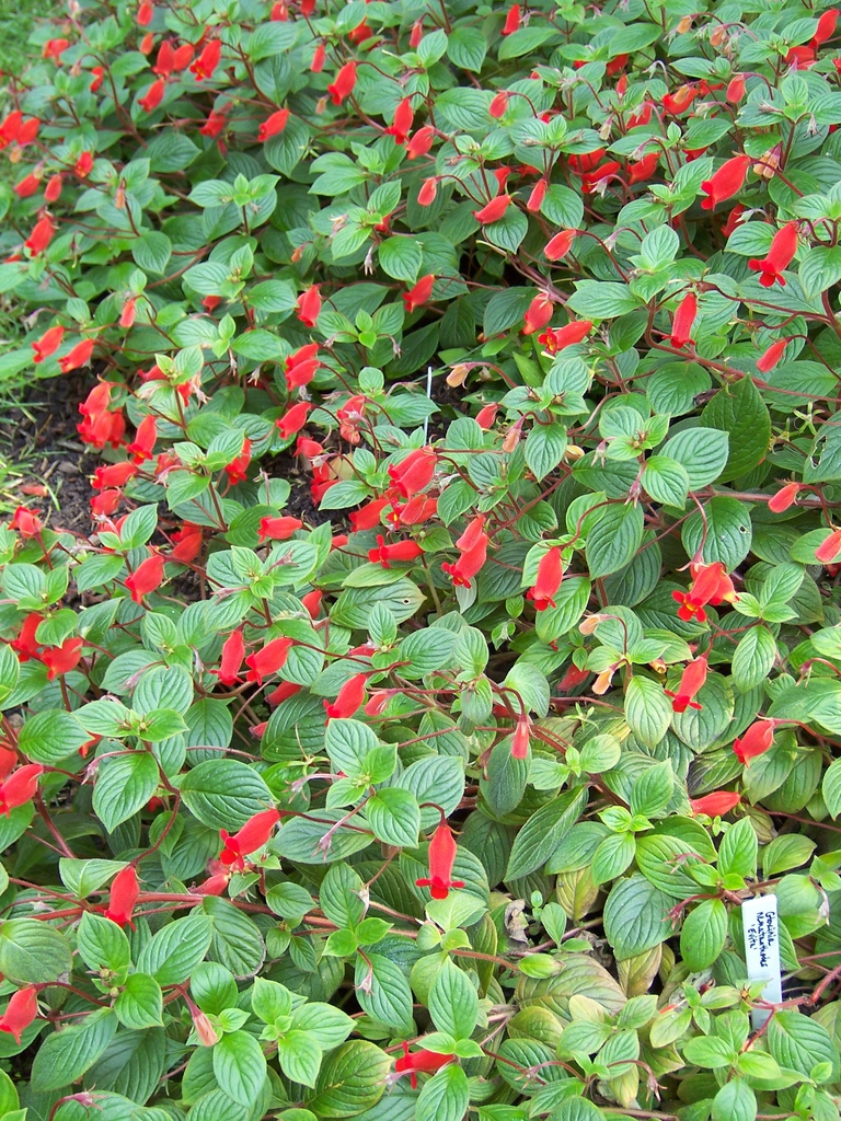 Seemannia nematanthoides 'Evita'