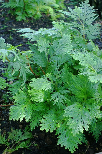 Selaginella braunii