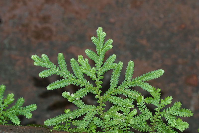 Selaginella braunii