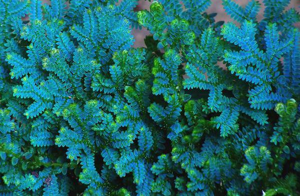 Selaginella uncinata