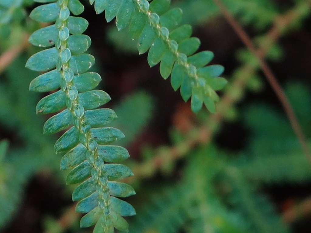 Selaginella uncinata