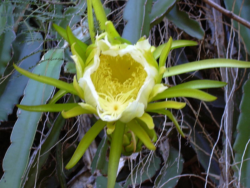 Selenicereus undatus