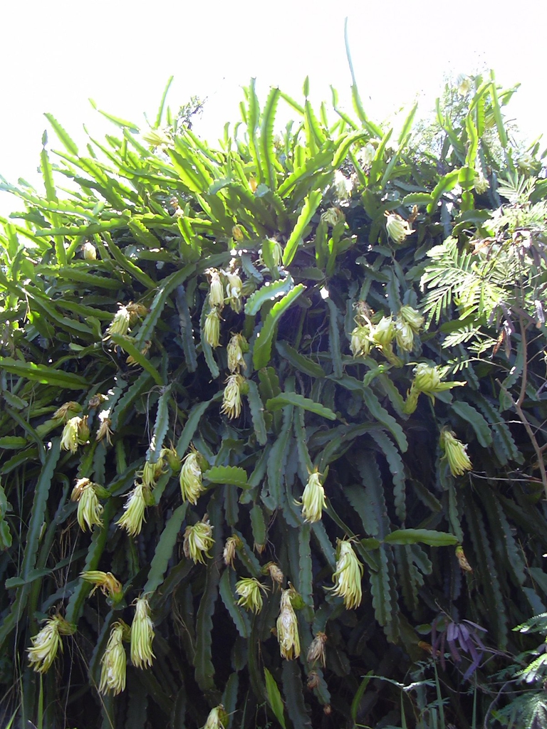 Selenicereus undatus