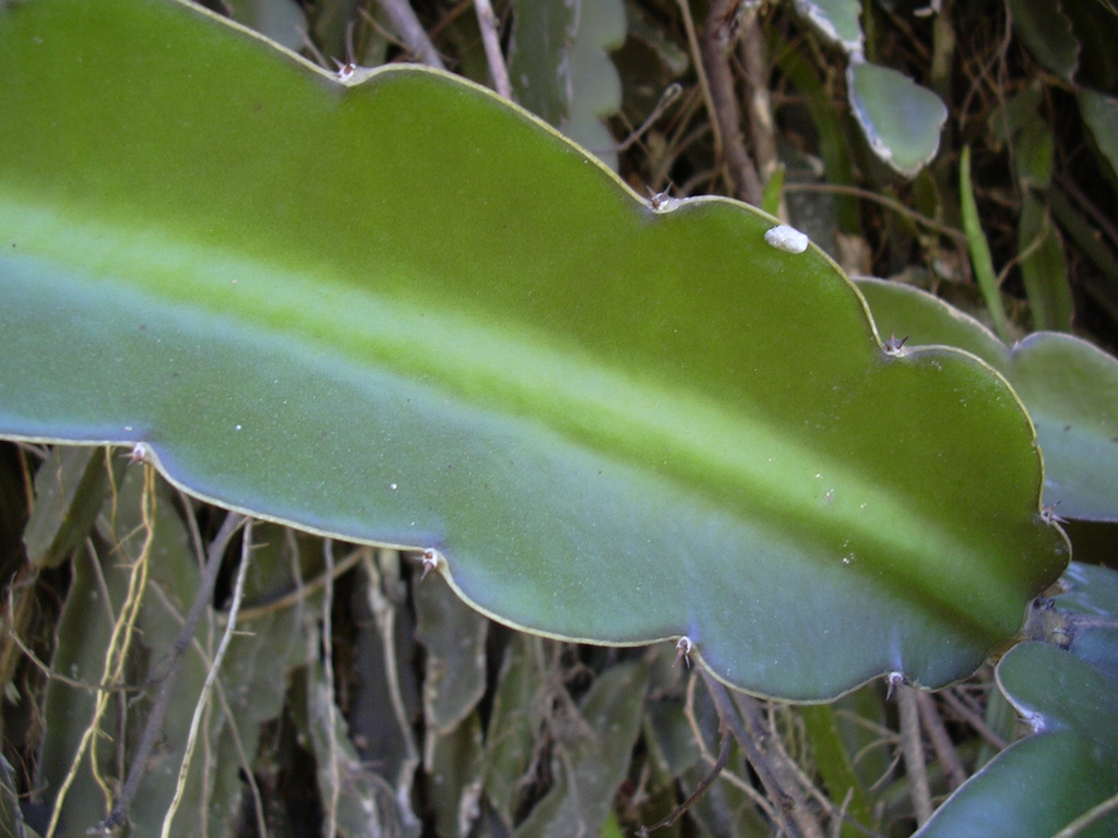 Selenicereus undatus