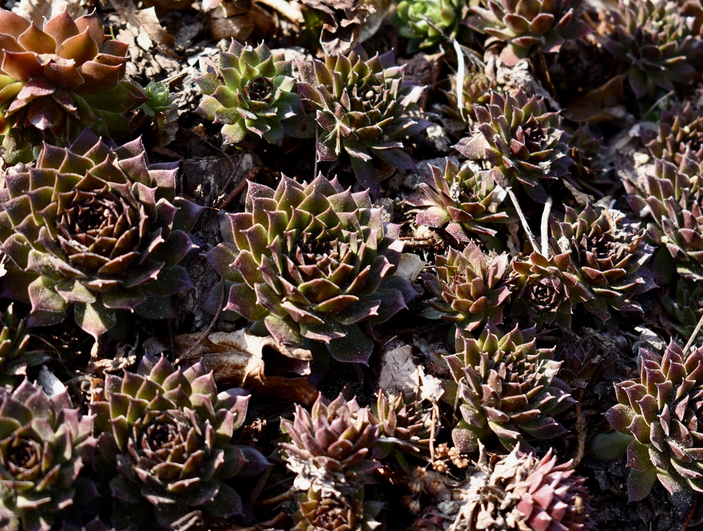 Form - February - Wake Co., NC