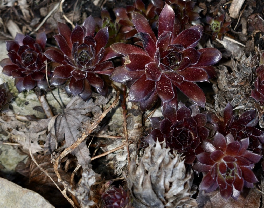 Form - March 29 - Wake Co., NC