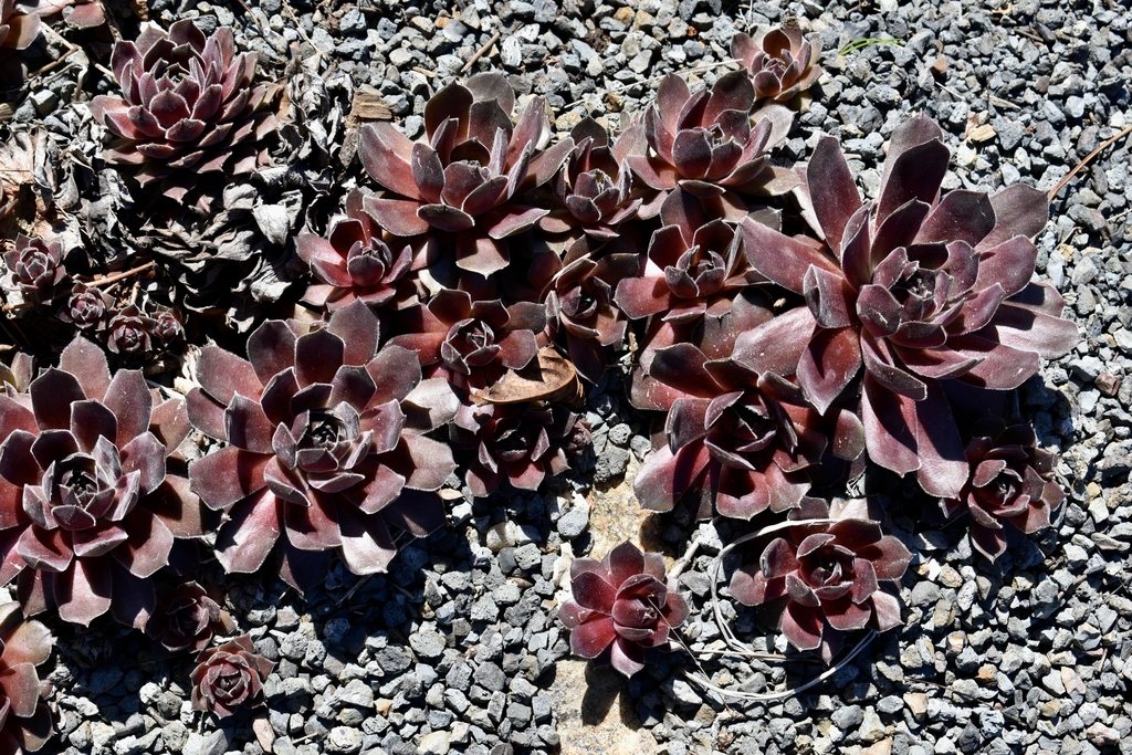 Magnificum dense form - March - Wake Co., NC